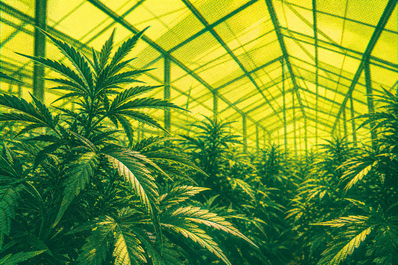 Editorial illustration for Friday, August 21, 2026 digest: Governor Signs Greenhouse Cultivation Bill for Medical Cannabis